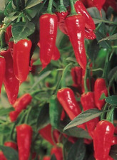Apache chilli seeds for sale  WAKEFIELD