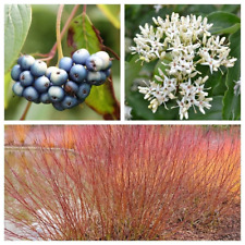 Silky dogwood shrub for sale  Canton