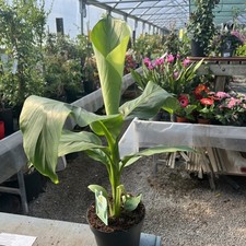 Musa basjoo hardy for sale  HELSTON