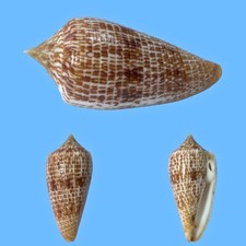 Conidae conus armadillo usato  Roma
