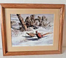 Tom beecham pheasants for sale  Stevens Point