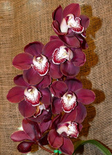 Cymbidium khan fury for sale  SANDBACH