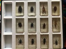 Insects resin collectionand for sale  BIRMINGHAM