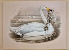 Usado, RARO ORIGINAL HANDCLD JOHN GOULD CYGNUS FERUS WHOOPER SWAN 1862-73 comprar usado  Enviando para Brazil