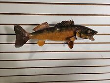 Walleye fish taxidermy for sale  Hill City