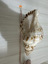 Charonia tritonis con usato  Novara