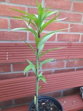 Tree lily pink for sale  KING'S LYNN
