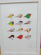 finches for sale  NORWICH