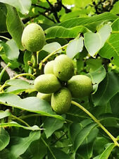 Juglans regia walnut for sale  ST. ASAPH