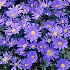 Anemone blanda blue for sale  UK