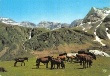 Chevaux liberté pâturage d'occasion  Rioz