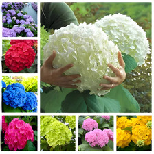25pcs hydrangea seeds for sale  Marietta