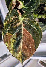 Philodendron melanochrysum var gebraucht kaufen  Nachrodt-Wiblingwerde
