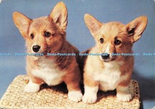 D248256 corgi puppies for sale  WARLINGHAM