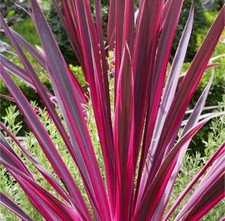 Cordyline australis pink for sale Cordyline australis pink for sale  SPALDING