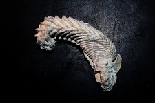 Bivalves fossiles rastellum d'occasion  Pont-l'Abbé-d'Arnoult