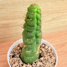 vallisneria spiralis usato  Baranzate