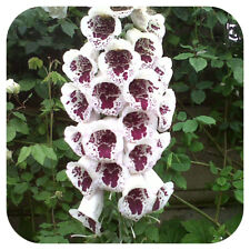 Foxglove digitalis pam for sale  LINCOLN