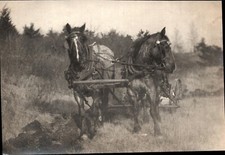 Vtg photo horses for sale  Lynden