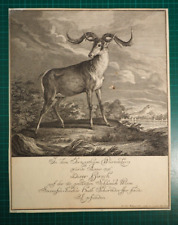 Hirsch anno 1736 gebraucht kaufen  Markt Wald