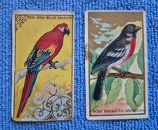 rose breasted for sale  Coupeville