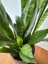 Sansevieria bogenhanf topfpfla gebraucht kaufen  Freudenberg