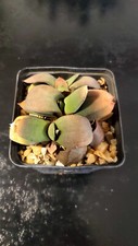 Gasteria glomerata d'occasion  Perpignan-