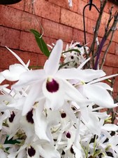 Dendrobium cassiope knospe gebraucht kaufen  Stuttgart