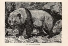Stampa antica 1894 usato  Pescara