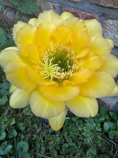 Ibrido trichocereus ka2019.4a. usato  Spedire a Italy