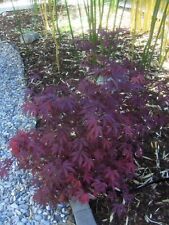 Acer palmatum fireglow gebraucht kaufen  Dillingen a.d.Donau