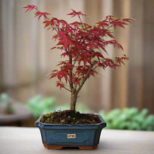 Japanese maple bonsai for sale  LEEDS