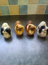 Castagna pekingese dog for sale  SHANKLIN