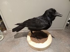 Carrion crow mounted for sale  PAIGNTON