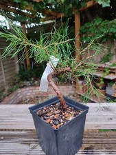 Scots pine pre for sale  LONDON