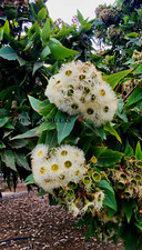 Usado, Eucalipto flor blanca - corymbia ficofolia - Eucalyptus raro  5 semillas seeds comprar usado  Enviando para Brazil
