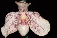 Paphiopedilum akala lelo for sale  Petaluma