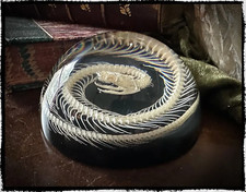 Snake skeleton paperweight for sale  Hollywood