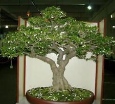Wrightia religiosa gelsomino usato  Spedire a Italy