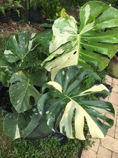 Monstera thai constellation for sale  Milford