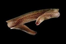 Snowflake freshwater moray for sale  Haslet