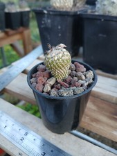 Pelecyphora strobiliformis see for sale  BRISTOL