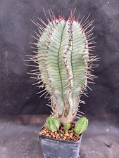 Euphorbia horrida striata usato  Massafra