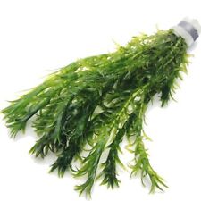 Elodea densa oxygenating for sale  HOUNSLOW