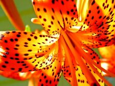 Tiger lily seeeds d'occasion  Expédié en Belgium