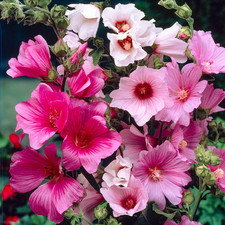 Lavatera plants plant for sale  UK