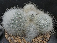 Mammillaria senilis albiflora for sale  PLYMOUTH