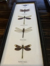 Dragonfly real dragonfly for sale Dragonfly real dragonfly for sale  Holbrook