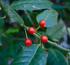 Ilex aquifolium nellie usato  Napoli