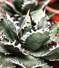 Agave titanota shark usato  Napoli